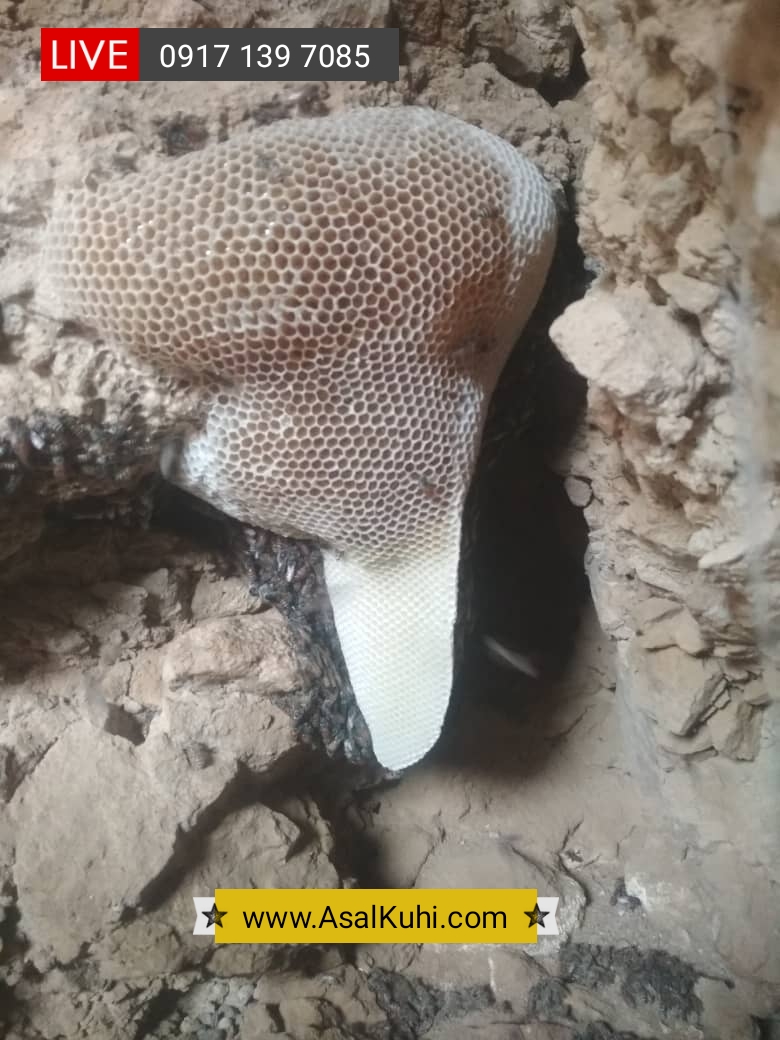 عسل کوهی طبیعی